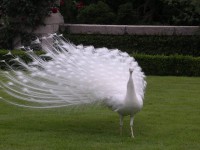 /album/galerie-de-photos-le-lac-majeur-et-la-villa-boromee/italie-209-jpg1/